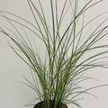 Chinaschilf 'Gracillimus'