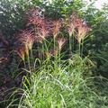 Miscanthus sinensis 'P�nktchen'