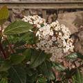 Mittelmeer-Schneeball 'Eva Price', Viburnum tinus 'Eve Price'