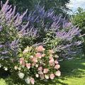 M�nchspfeffer 'Blue Diddley'�, Vitex agnus-castus 'Blue Diddley'