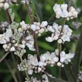 M�nchspfeffer� 'White Spire' (Vitex agnus-castus)