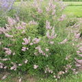 M�nchspfeffer 'Pink Pinnacle' Vitex agnus-castus 'Pink Pinnacle'