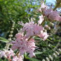 M�nchspfeffer 'Santamaria' Vitex agnus-castus 'Santamaria'