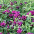 Monarda, Bee True, Staude, P�ppel