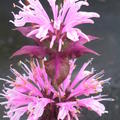 monarda fistulosa beauty of cobham bl�te