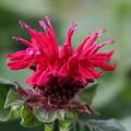 Monarda didyma 'Fireball' (S)