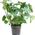 Monstera deliciosa, Busch, im 32cm Topf, H�he 100cm, Breite 50cm