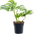 Monstera deliciosa 'Variegatum', im 19cm Topf, H�he 55cm, Breite 30cm