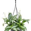 Murdannia loriformis 'Bright Star', Ampel, im 15cm Topf, H�he 25cm, Breite 20cm