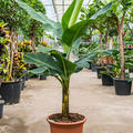 Musa tropicana, Stamm, im 50cm Topf, H�he 170cm, Breite 150cm