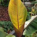 Musa x hybrida 'Helen's Hybrid', Musa sikkimensis