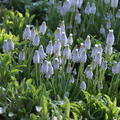 Traubenhyazinthe 'Peppermint'�