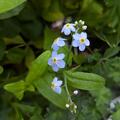 Myosotis palustris 'Th�ringen', Myosotis palustris 'Th�ringen'