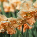 Narzisse, Narcissus Apricot Whirl, zweifarbig, gef�llt