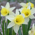Alpenveilchen-Narzisse 'February Silver'(korr)
