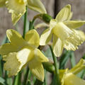 Narcissus, Miniaturnarzisse, Narzisse Gipsy Queen