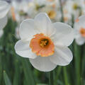 Narzisse, Narcissus Romance