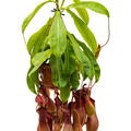 Nepenthes alata, Ampel, im 14cm Topf, H�he 50cm, Breite 25cm