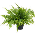Nephrolepis exaltata 'Boston', Ampel, im 19cm Topf, H�he 50cm, Breite 50cm