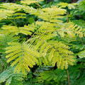 Lederh�lsenbaum 'Sunburst' - Hochstamm