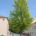 Acer rubrum 'Brandywine'� - Hochstamm
