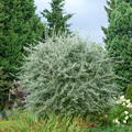 H�ngende Wildbirne 'Pendula' - Hochstamm