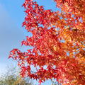 Liquidambar styraciflua 'Worplesdon' - Hochstamm