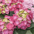 Hortensie, Tellerhortensie 'Frisbee� Hot Pink' (S)