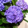 Hortensie, Ballhortensie 'Jip Blue'� blau
