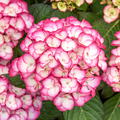 Hortensie, Ballhortensie SAXON� 'Gr�fin Cosel'