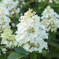Hortensie, Rispenhortensie 'Baby Lace'