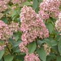 Hortensie, Rispenhortensie 'Magical Candle�'