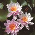 Nymphaea Hybride 'Fabiola'