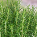 Rosmarinus officinalis Abraxas, Rosmarin, 1,3L-Topf
