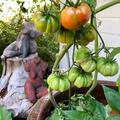 Ochsenherztomate (Cuore di Bue), Solanum lycopersicum 'Ochsenherz'