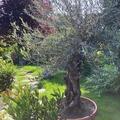 Olea europaea, Olea europaea