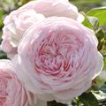Englische Stammrose Olivia Rose Austin