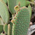 Opuntia rufida, Feigenkaktus