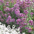 Origanum Laevigatum-Hybr. 'Herrenhausen' Lubera
