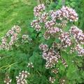 Origanum vulgare 'Compactum', Origanum vulgare 'Compactum'