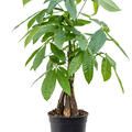 Pachira aquatica, Stamm geflochten, im 17cm Topf, H�he 70cm, Breite 45cm