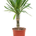 Pachypodium lamerei (50-60), Stamm, im 17cm Topf, H�he 55cm, Breite 35cm