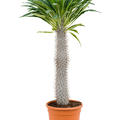Pachypodium lamerei, Stamm, im 26cm Topf, H�he 130cm, Breite 40cm