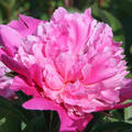 Paeonia x lactflora 'Edulis Superba'