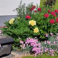 Paeonia Hybride 'Bartzella', Paeonia Hybride 'Bartzella'