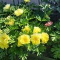 Paeonia Hybride 'Bartzella', Paeonia Hybride 'Bartzella'
