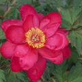 Pfingstrose, Paeonia � itoh Unique, Kultur, April 2025