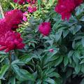 Paeonia x lactiflora 'Adolphe Rousseau, Paeonia x lactiflora 'Adolphe Rousseau