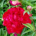 Paeonia x lactiflora 'Belgravia', Paeonia x lactiflora 'Belgravia'