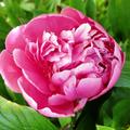  Paeonia x lactiflora 'Bowl of Beauty', Pfingstrose,  P�onie, Chinesische Edel-Pfingstrose 'Bowl of Beauty'